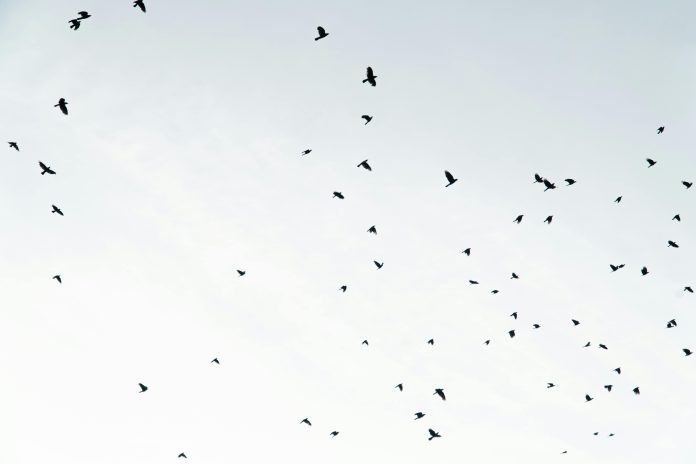 pexels-alexfu-2498736 Picture by Alex Fu